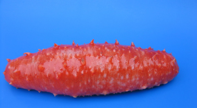 sjøpølse.jpg