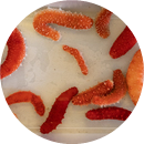 Variation morfology_Photo Møreforsking_js.jpg